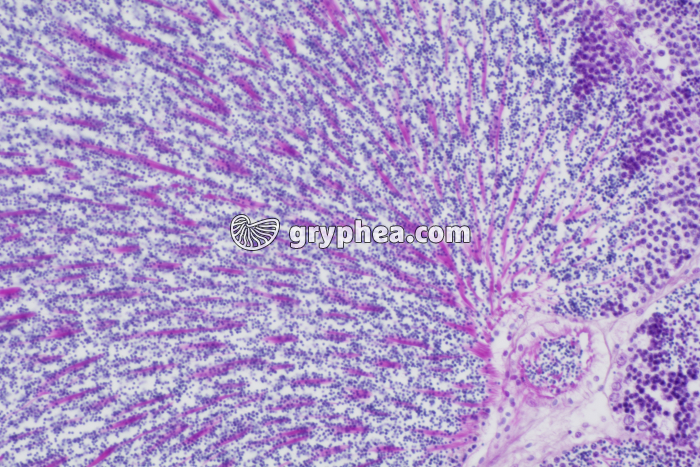 Hermaphrodisme Coquille St-Jacques x100 - gryphea.com